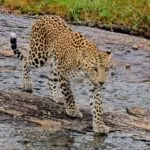 Jawai Leopard Sighting on 29/08/2025