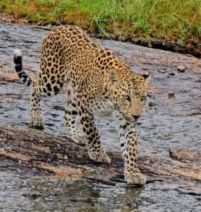 Jawai Leopard Sighting on 29/08/2025