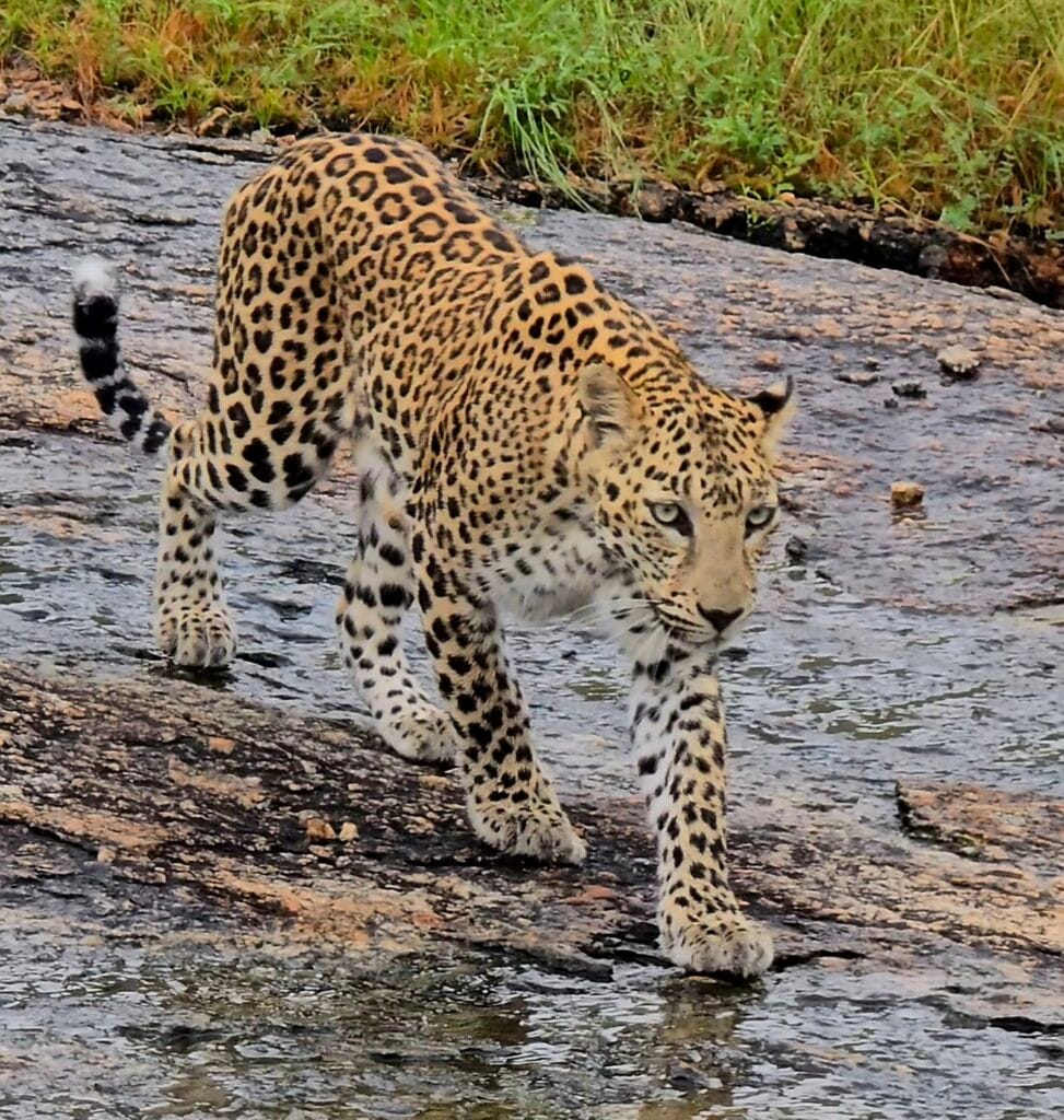 Jawai Leopard Sighting on 29/08/2025