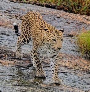 Jawai Leopard Sighting on 29/08/2025