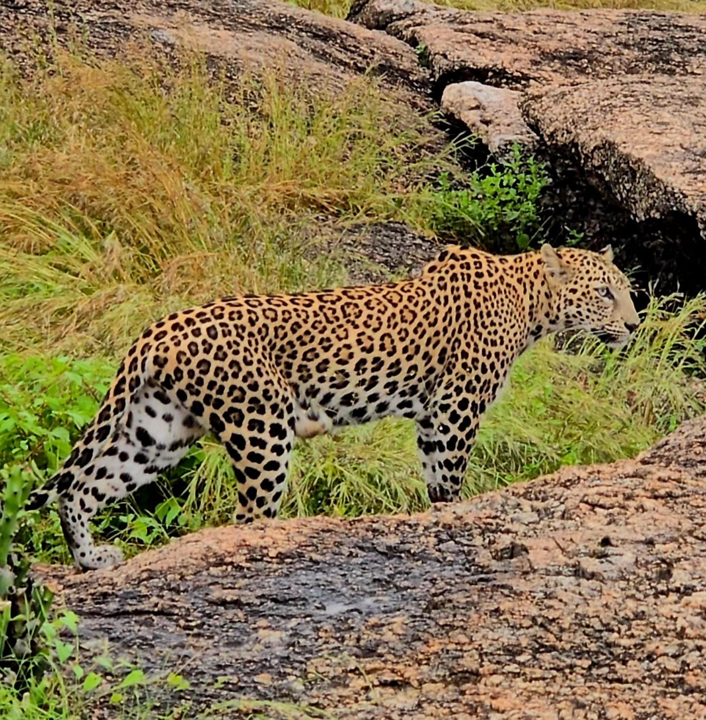 Jawai leopard sighting on safari