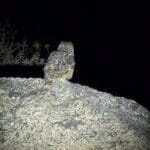 owl in jawai safari