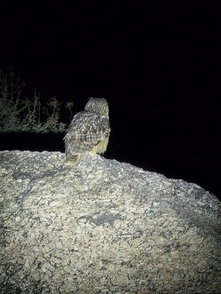 owl in jawai safari