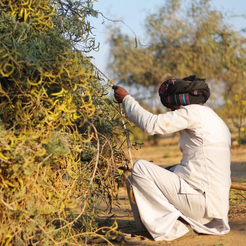 Jawai Village & Safari Experience