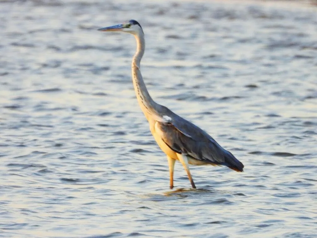jawai birds safari