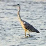 jawai birds safari