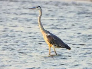 jawai birds safari