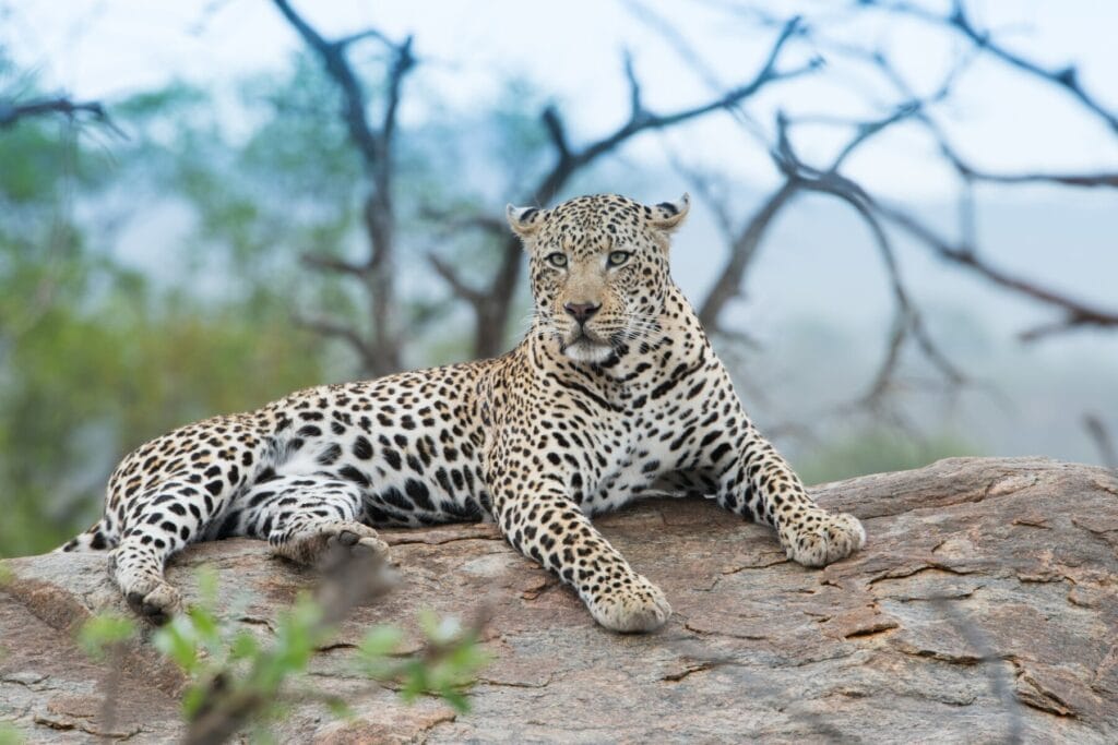 leopard in jawai