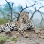 leopard in jawai