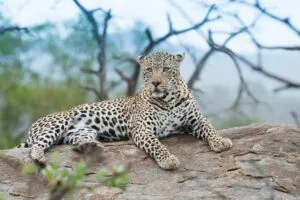 leopard in jawai