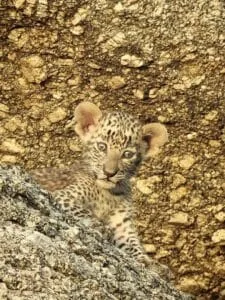jawai safari leopards