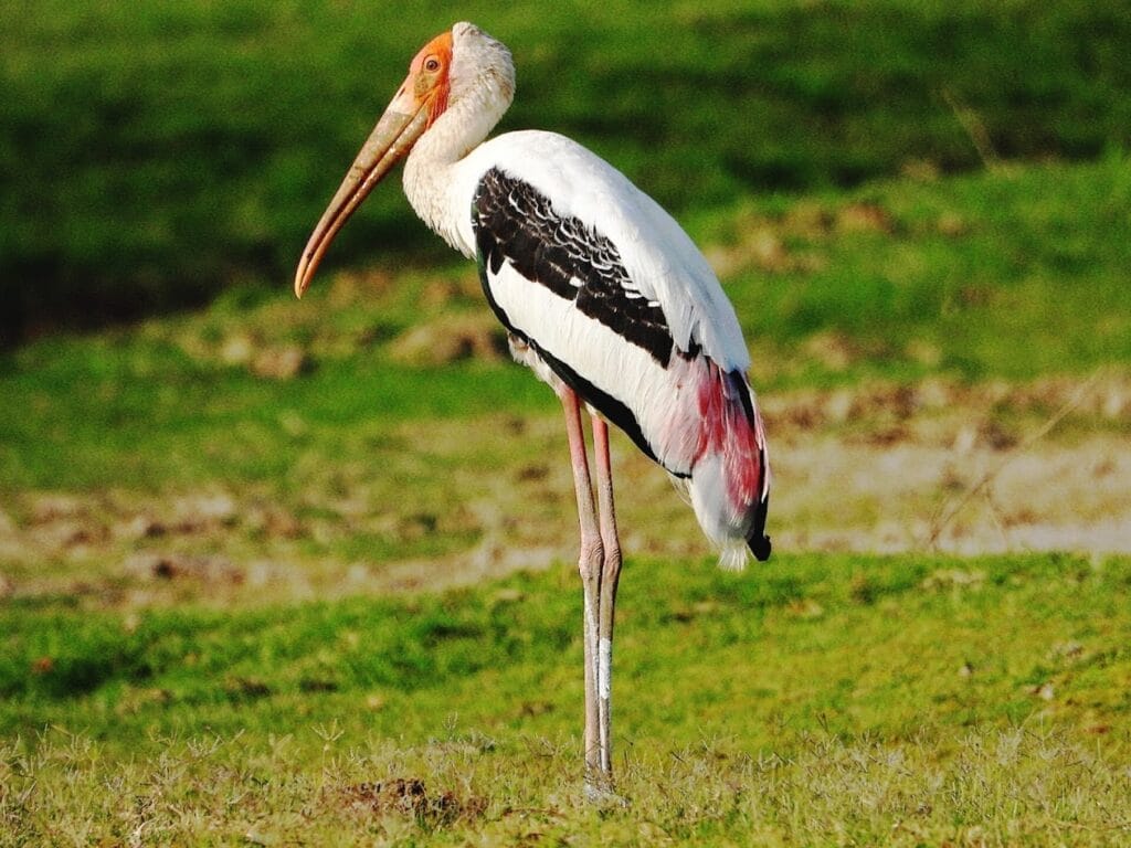 jawai birds safari