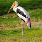 jawai birds safari