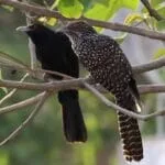 jawai birds