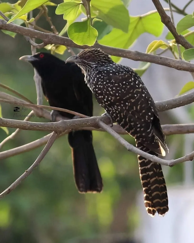 jawai birds