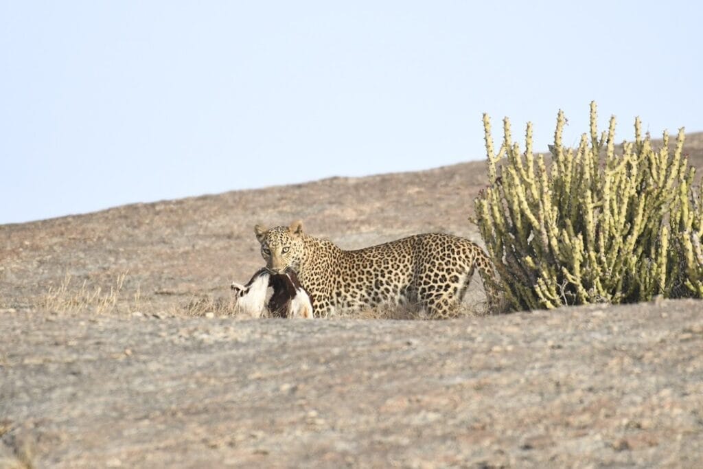 jawai booking