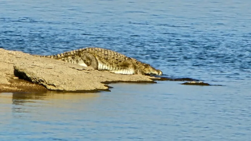 jawai crocodile safari