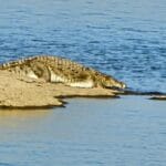 jawai crocodile