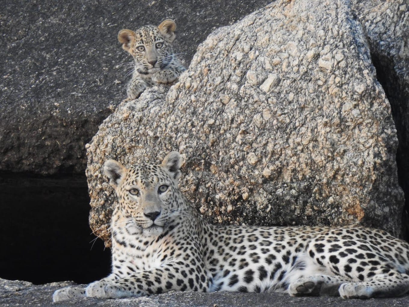 Leopard Spotting
