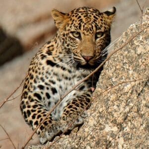 jawai leopard safari