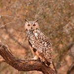 jawai bird safari owl