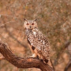 jawai bird safari owl