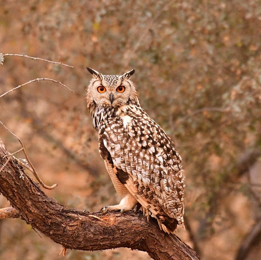 jawai bird safari owl