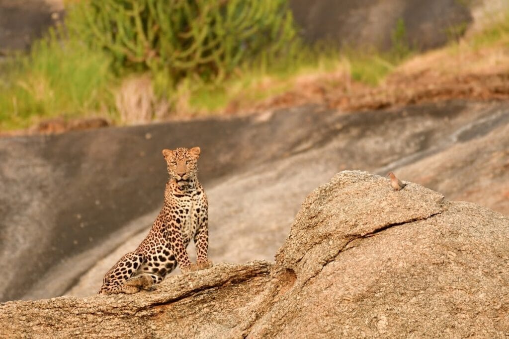 jawai safari