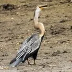 jawai safari birds