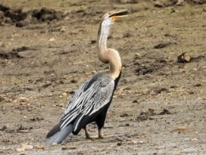 jawai safari birds