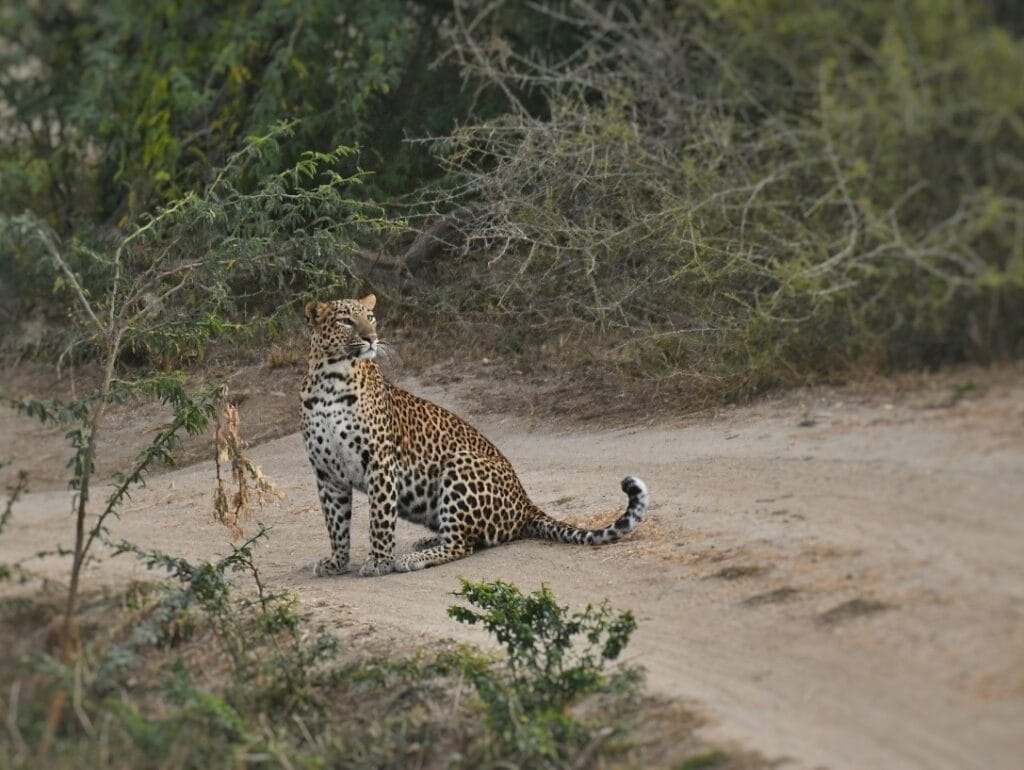 jawai safari booking