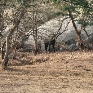 jawai animals