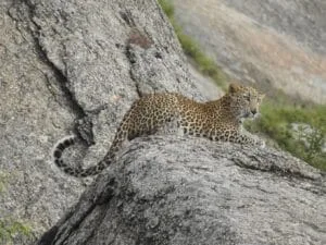 safari in sena