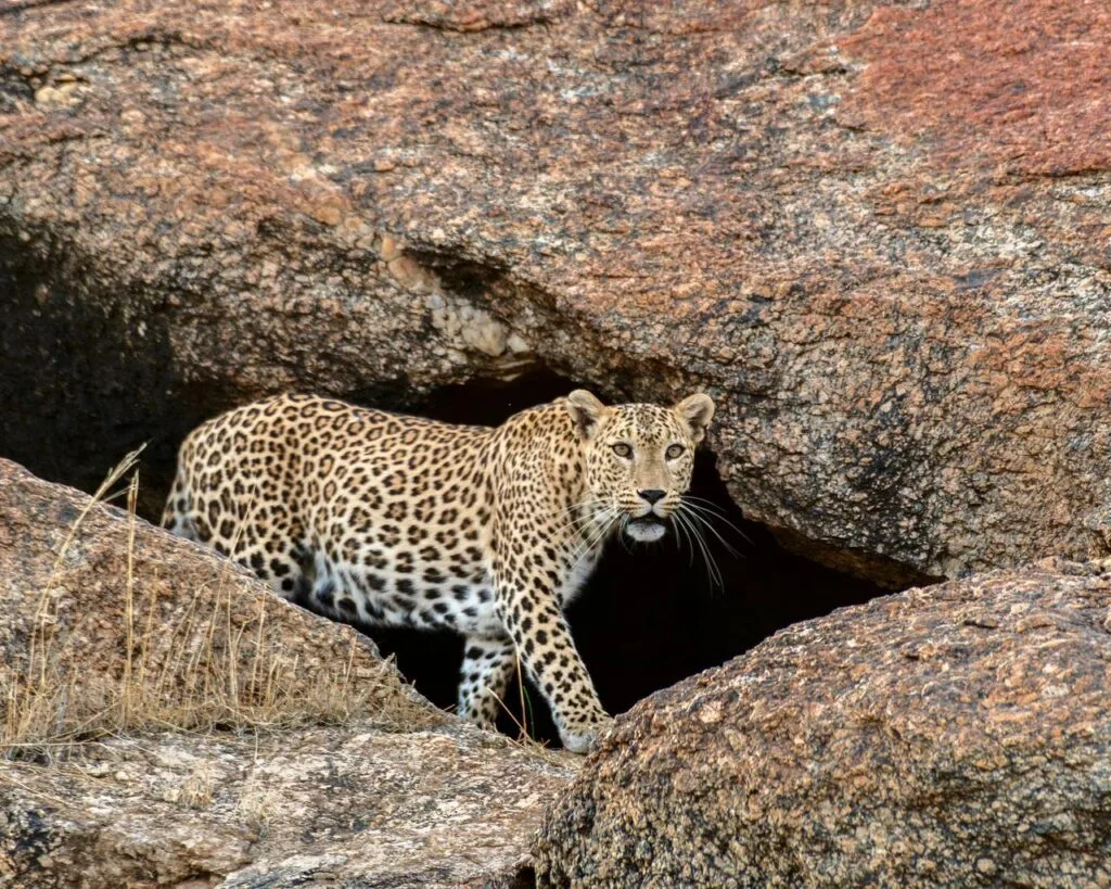 Jawai leopard Jawai leopard