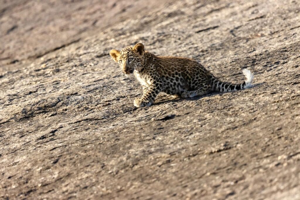 evening leopard safari