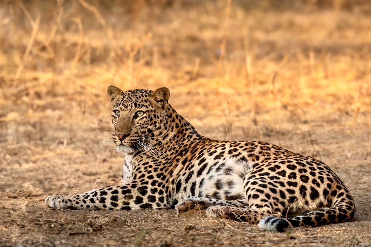 Leopard in Jawai