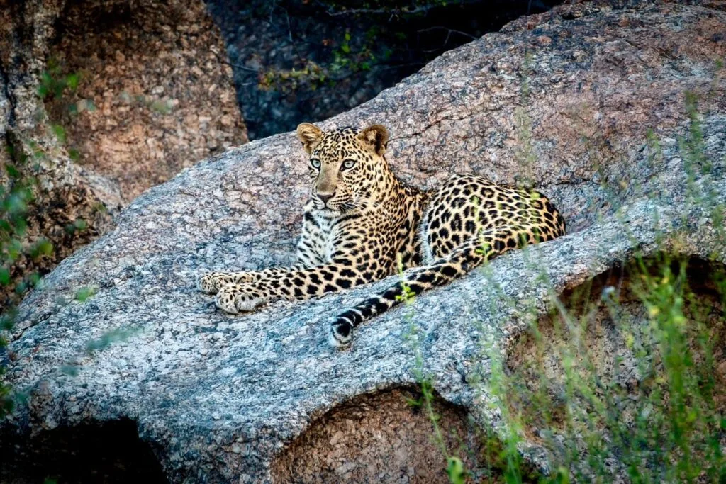 morning leopard safari