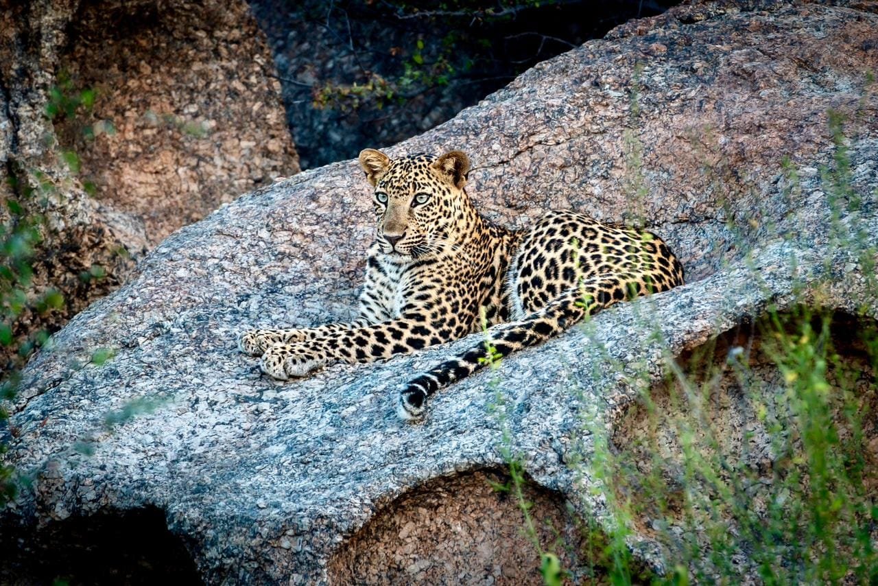 morning leopard safari