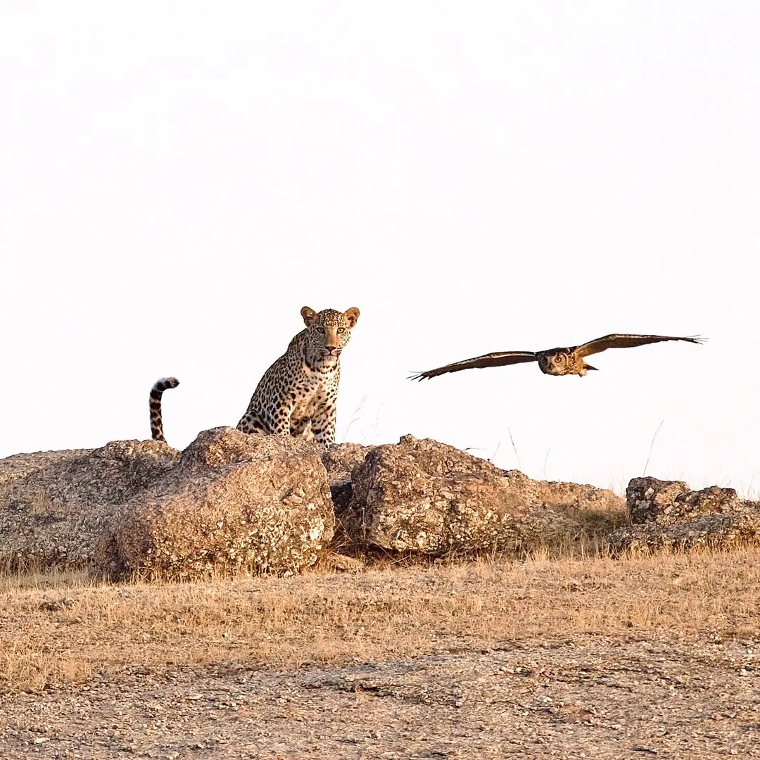 jawai safari booking